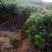 无核荔枝苗30~50cm