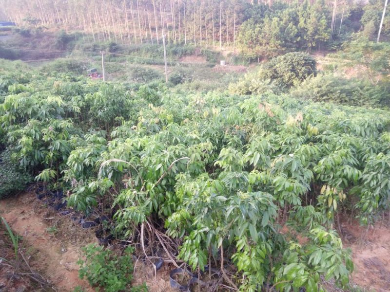 无核荔枝苗30~50cm