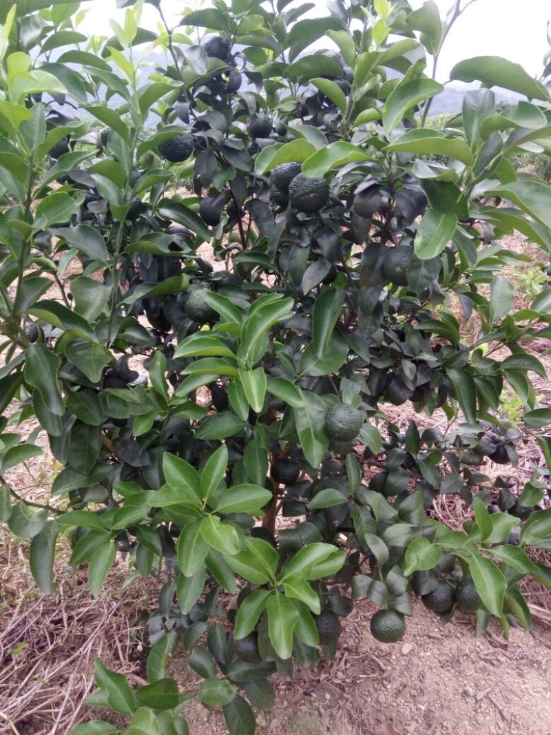 特级砂糖橘苗。高品质脱毒苗。正品苗，（死苗免费补发，）