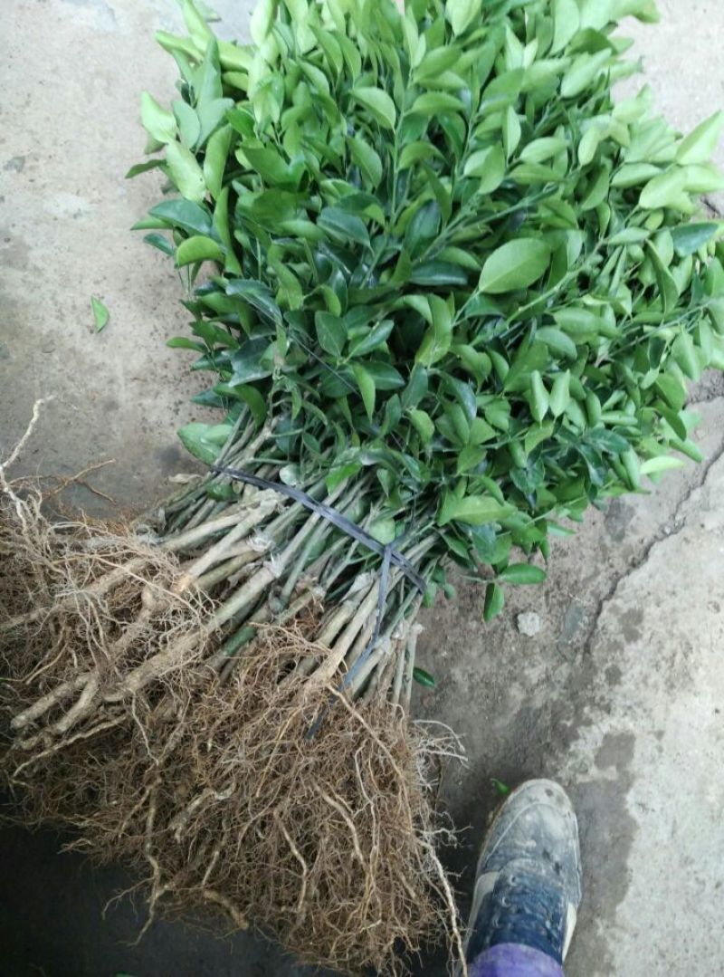 特级砂糖橘苗。高品质脱毒苗。正品苗，（死苗免费补发，）
