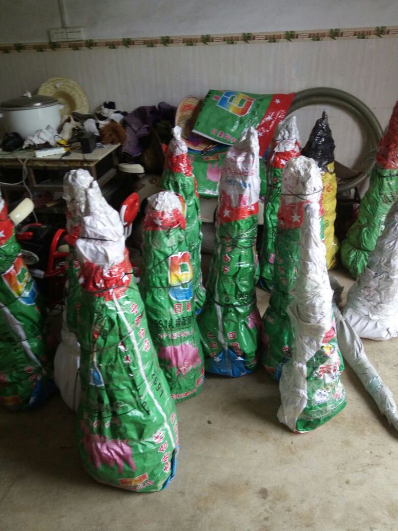 黄金柑苗50~80cm