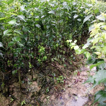 酸梅树苗2年苗。大玉酸梅，正品嫁接苗。种植第二年可以挂