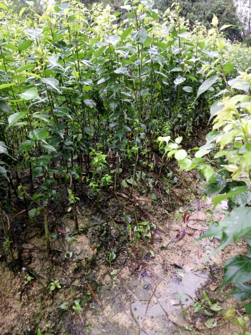 酸梅树苗2年苗。大玉酸梅，正品嫁接苗。种植第二年可以挂