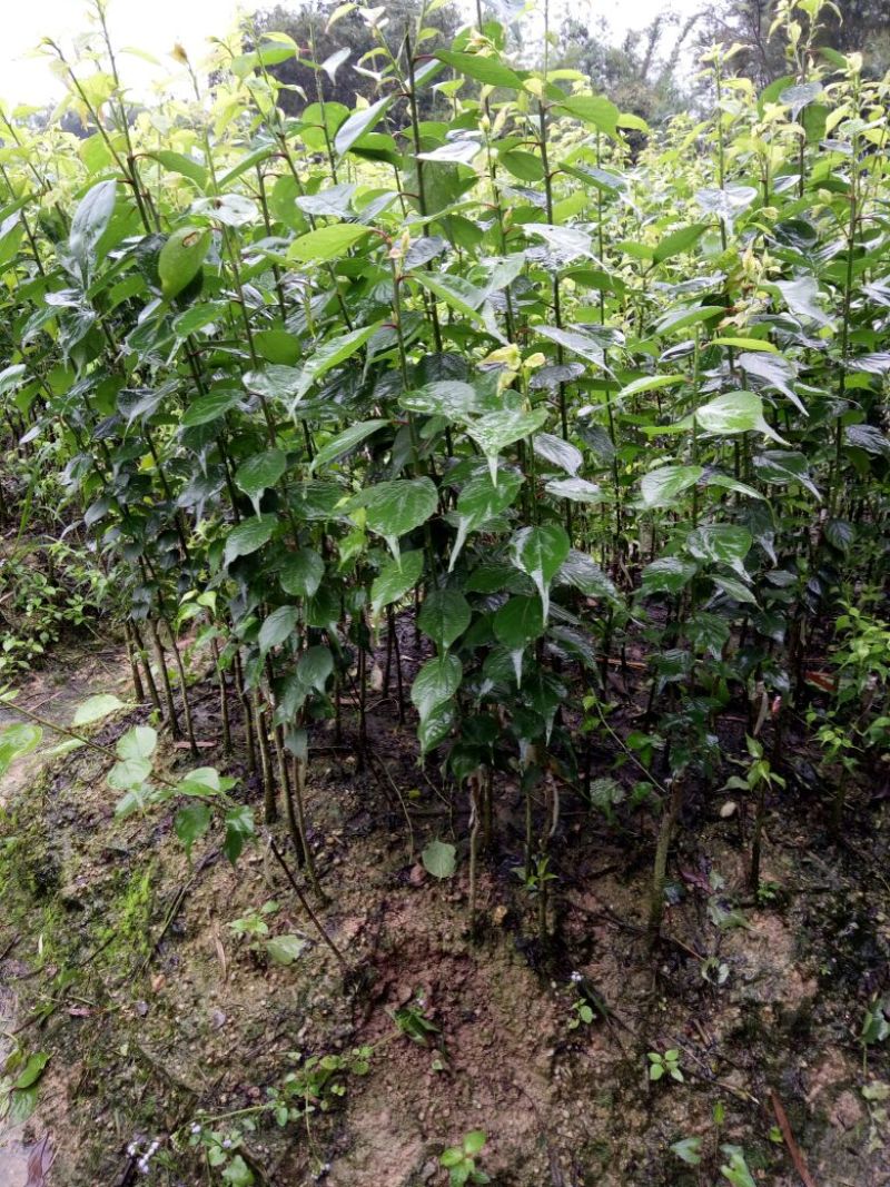 酸梅树苗2年苗。大玉酸梅，正品嫁接苗。种植第二年可以挂