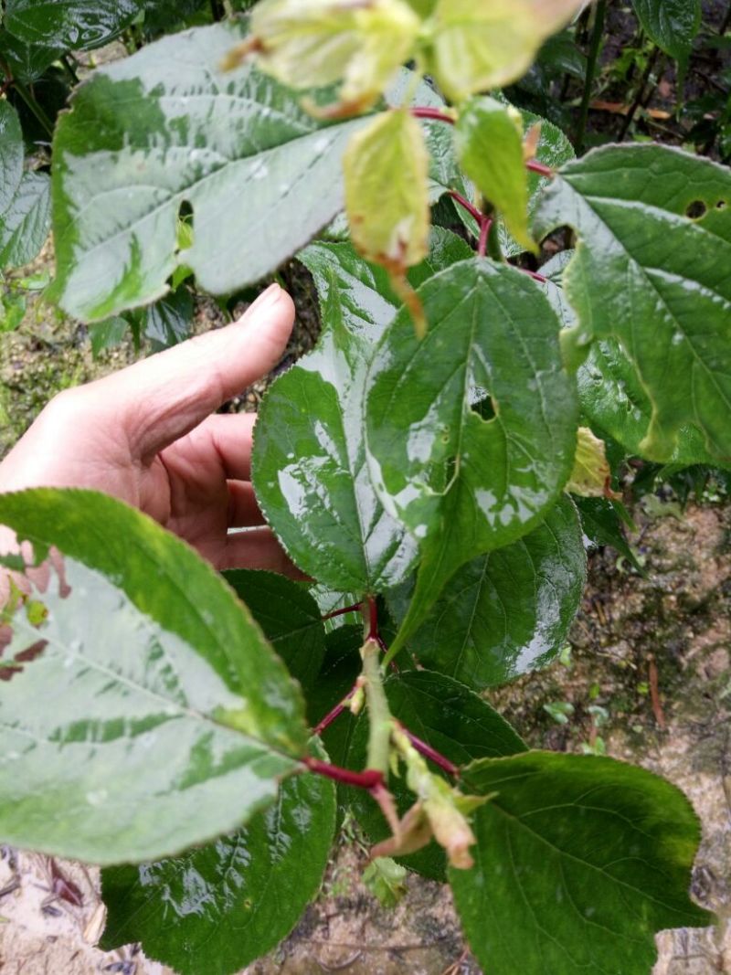 酸梅树苗2年苗。大玉酸梅，正品嫁接苗。种植第二年可以挂