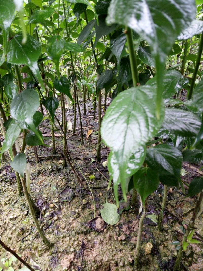 酸梅树苗2年苗。大玉酸梅，正品嫁接苗。种植第二年可以挂