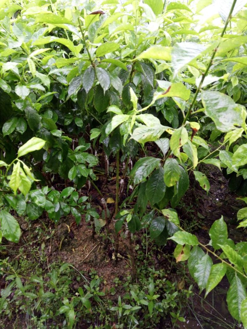 酸梅树苗2年苗。大玉酸梅，正品嫁接苗。种植第二年可以挂