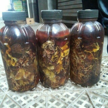 天麻猪苓通用优质密环菌母种原种栽培种欢迎电联系