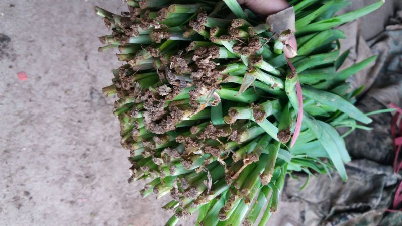 平韭6号韭菜头茬