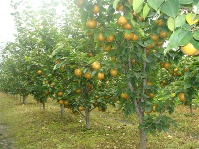 晚秋黄梨苗晚秋黄梨树苗基地直供价格优惠