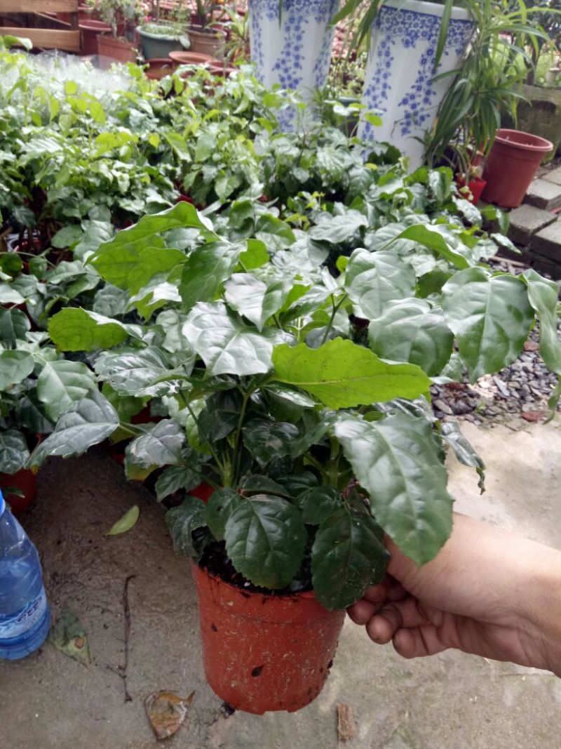 观叶绿宝量大优惠