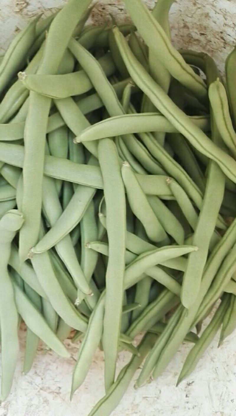 九粒白芸豆15cm以上