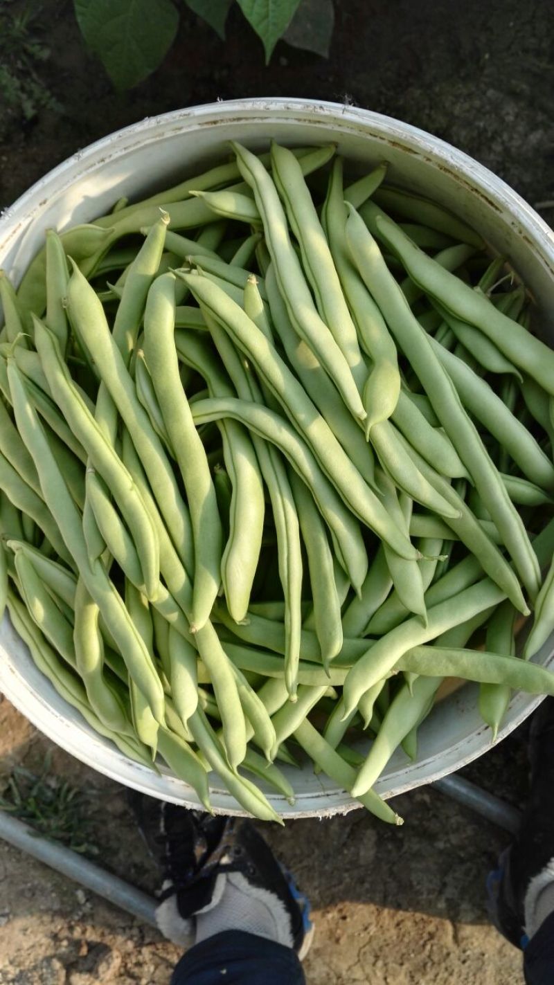 九粒白芸豆15cm以上