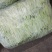 九粒白芸豆15cm以上