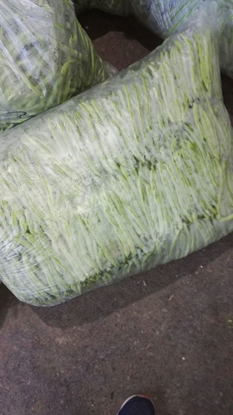 九粒白芸豆15cm以上