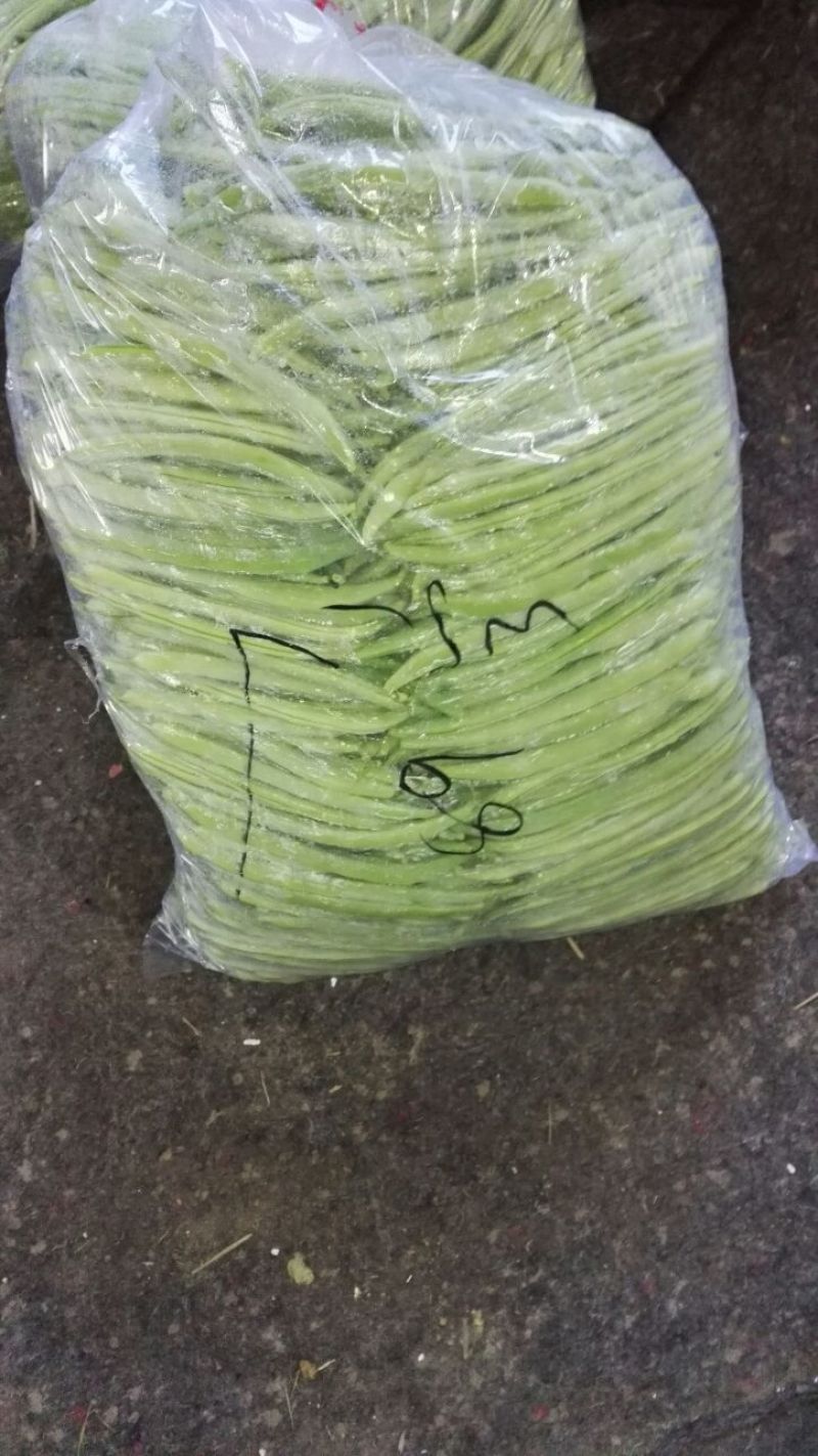 九粒白芸豆15cm以上