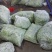 九粒白芸豆15cm以上