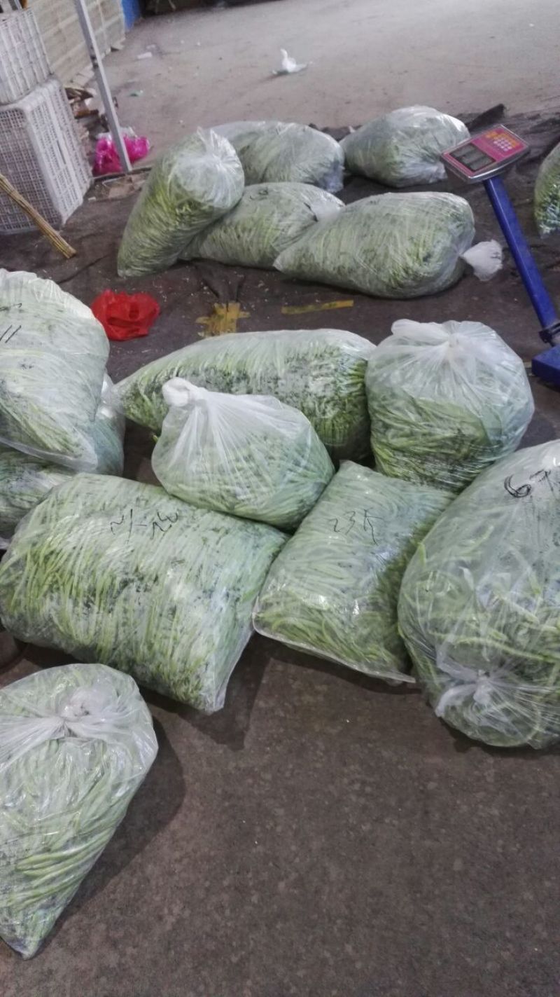 九粒白芸豆15cm以上