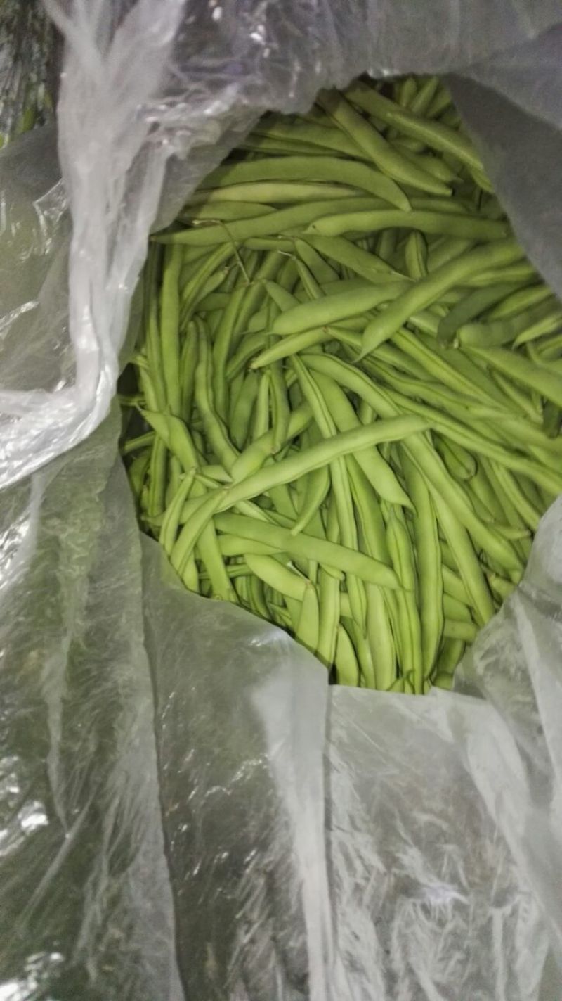 九粒白芸豆15cm以上