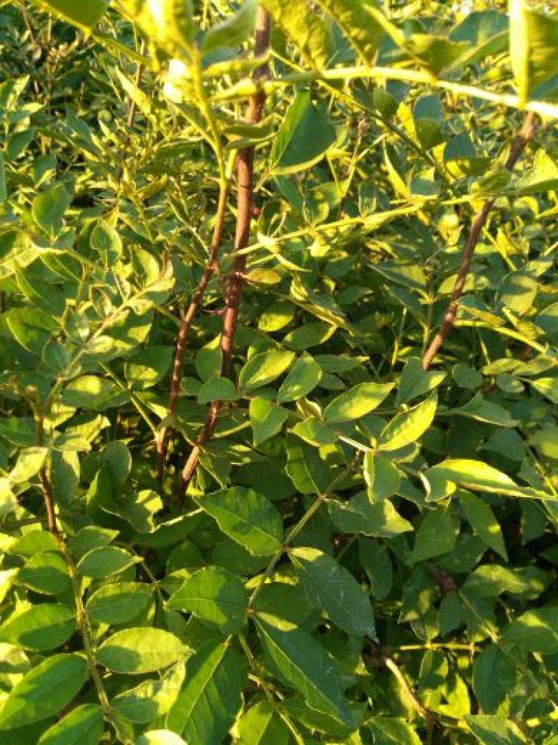 花椒苗50~80cm规格齐全基地批发直供