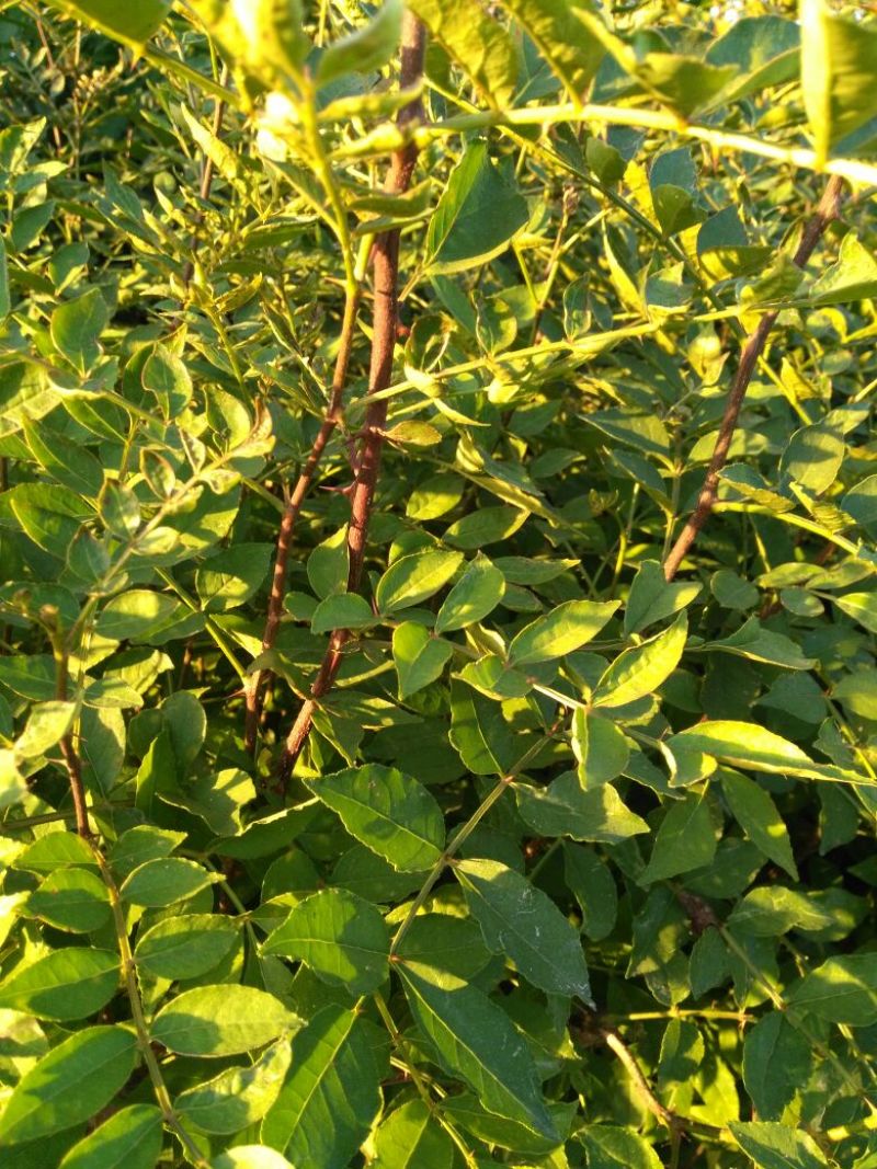 花椒苗50~80cm规格齐全基地批发直供