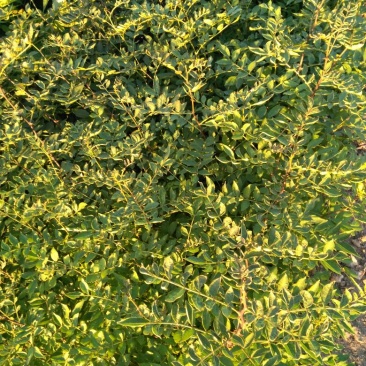 花椒苗50~80cm规格齐全基地批发直供