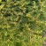 花椒苗50~80cm规格齐全基地批发直供