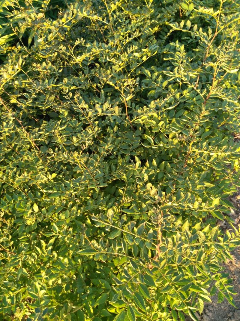 花椒苗50~80cm规格齐全基地批发直供