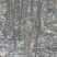 苹果树苗80cm以上