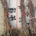 大果山楂苗80cm以上