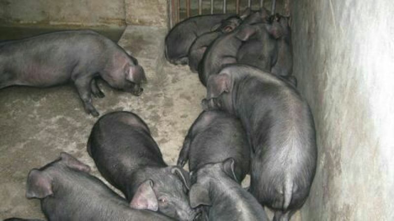 苏太母猪乳头16个瘦肉型