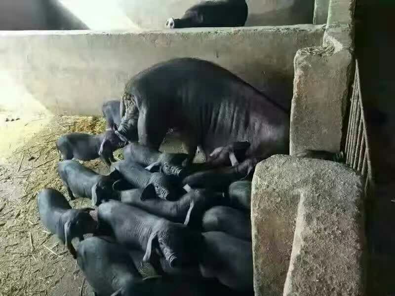 苏太母猪乳头16个瘦肉型