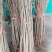 红石榴苗嫁接苗70~80cm
