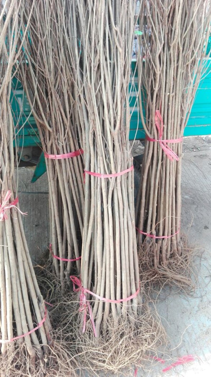 红石榴苗嫁接苗70~80cm