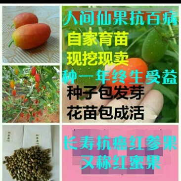 红参果种苗