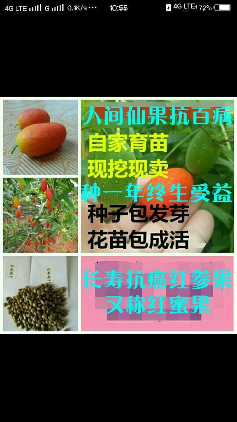 红参果种苗