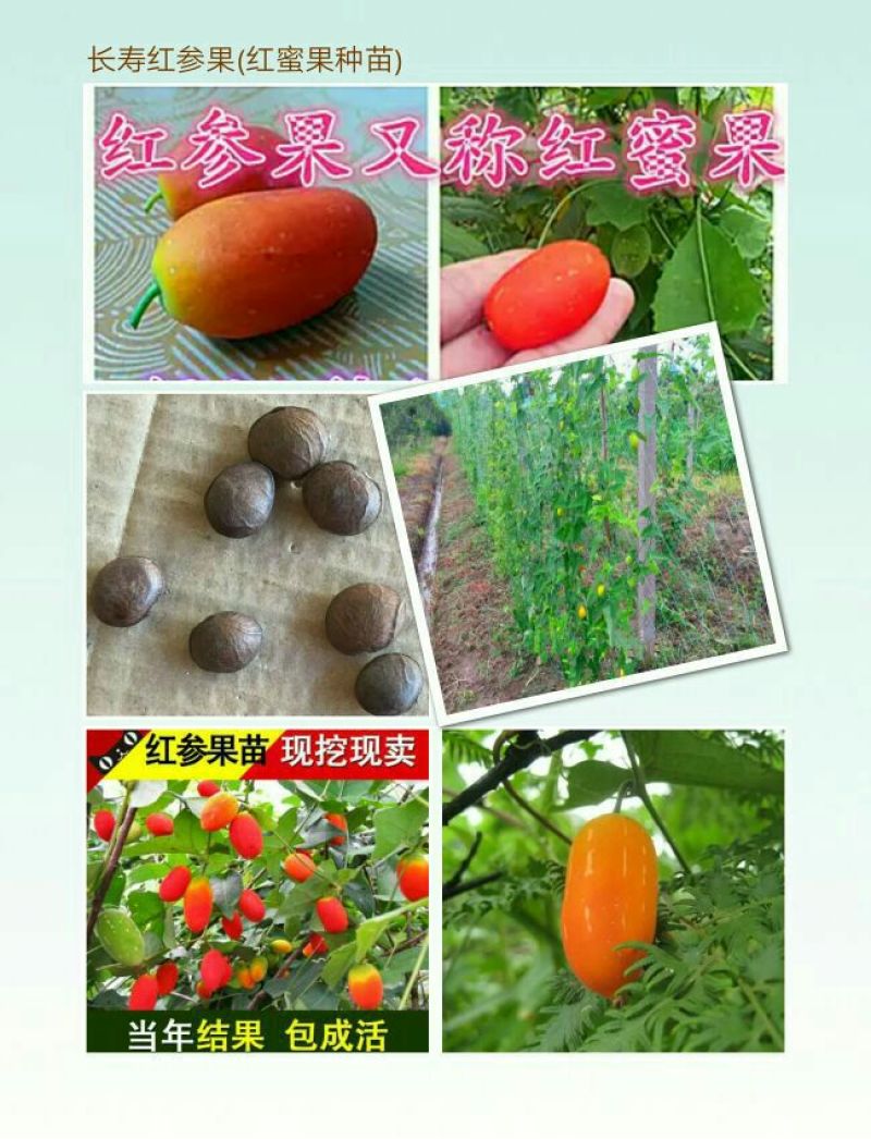 红参果种苗