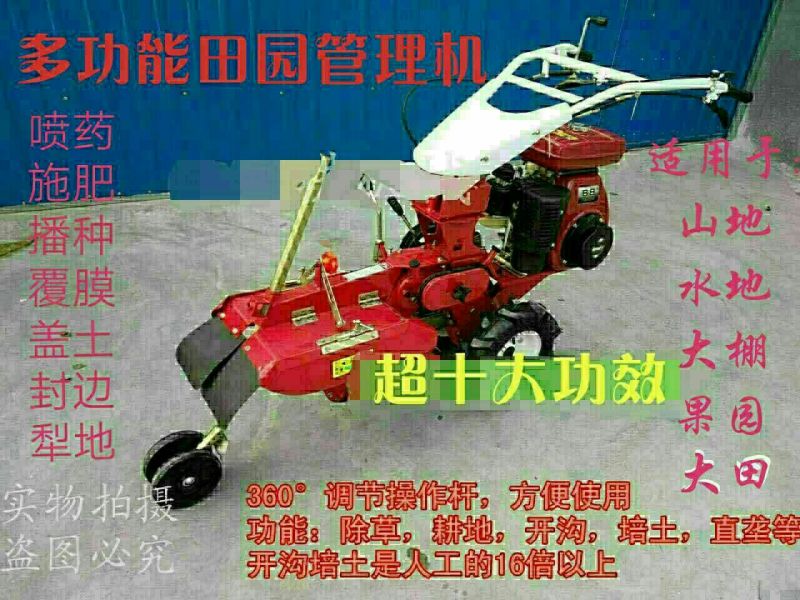 红参果种苗