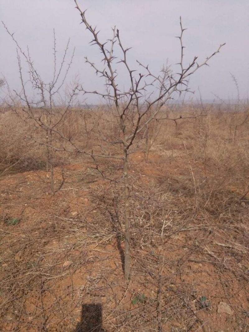 野菊花统货