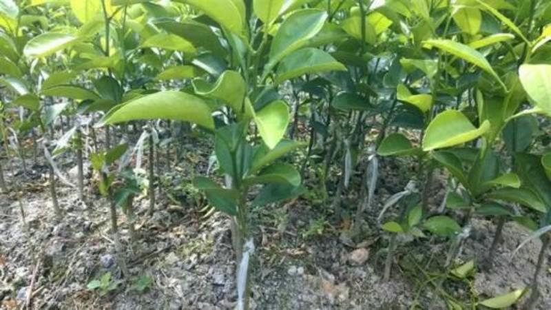 塔罗科血橙苗50~80cm当年种植当年结果树苗
