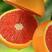 塔罗科血橙苗50~80cm当年种植当年结果树苗