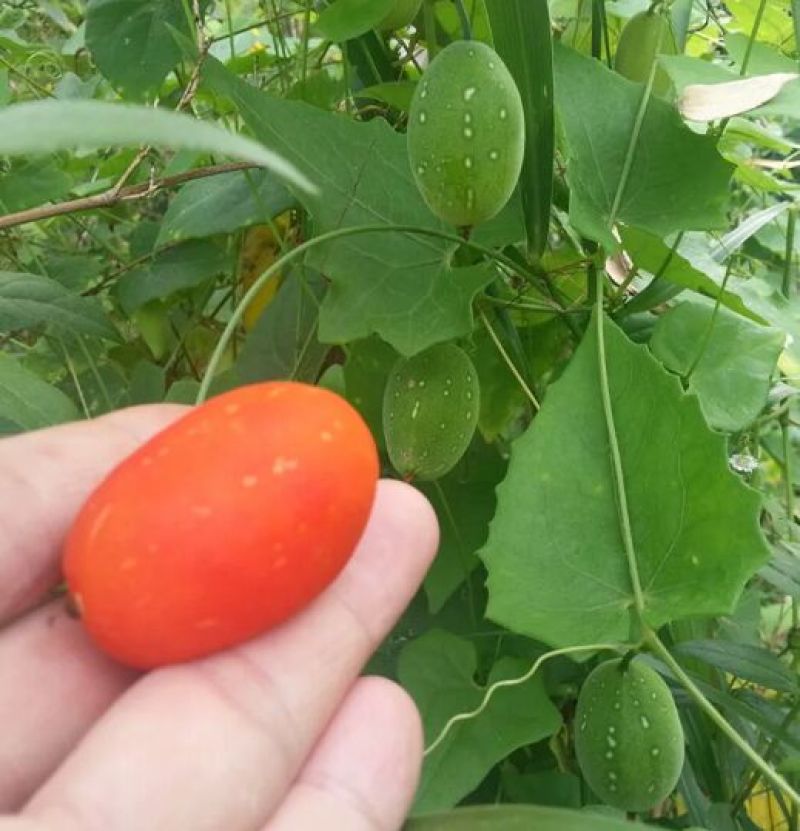 红参果种苗