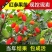 红参果种苗