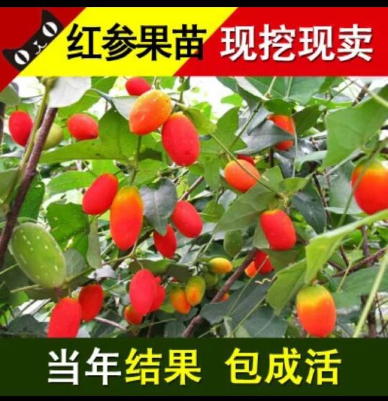 红参果种苗