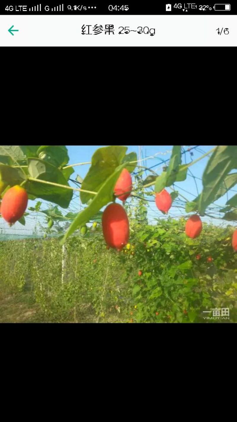 红参果种苗