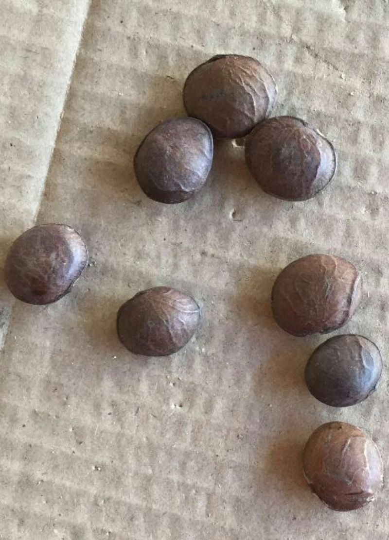 红参果种苗