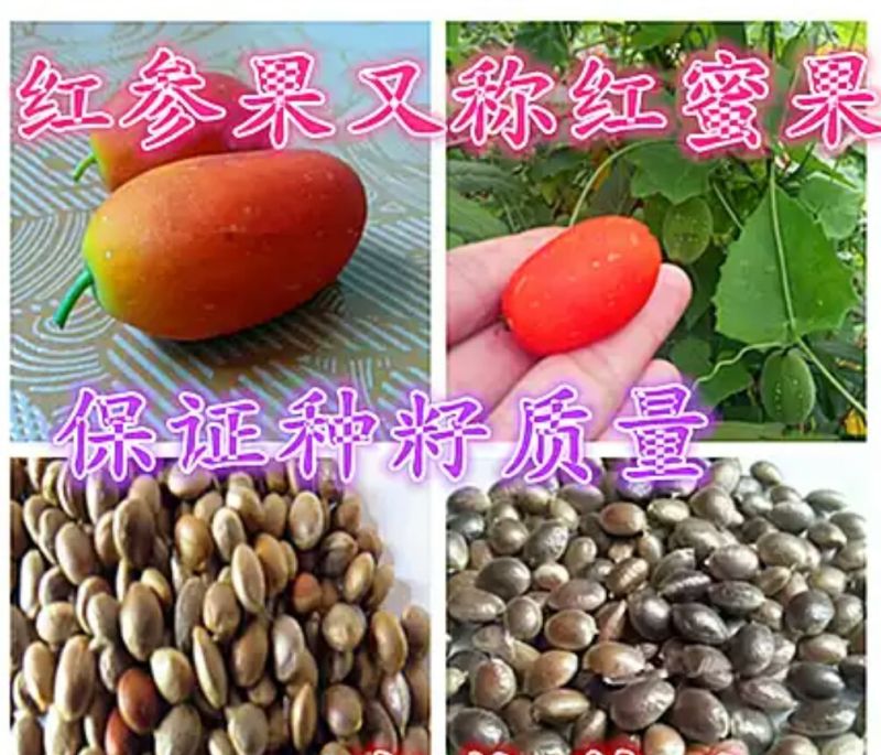 红参果种苗