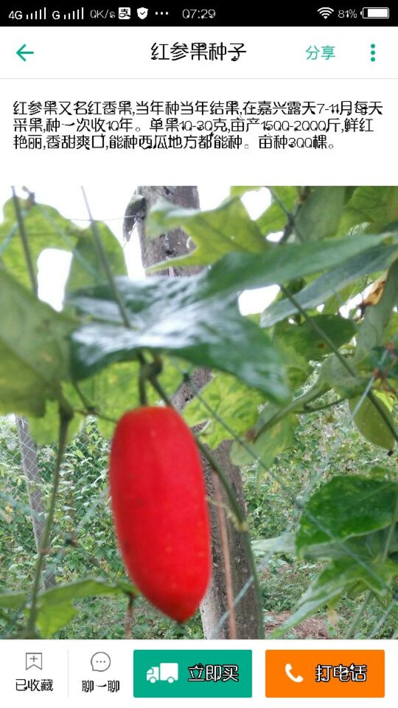 红参果种苗