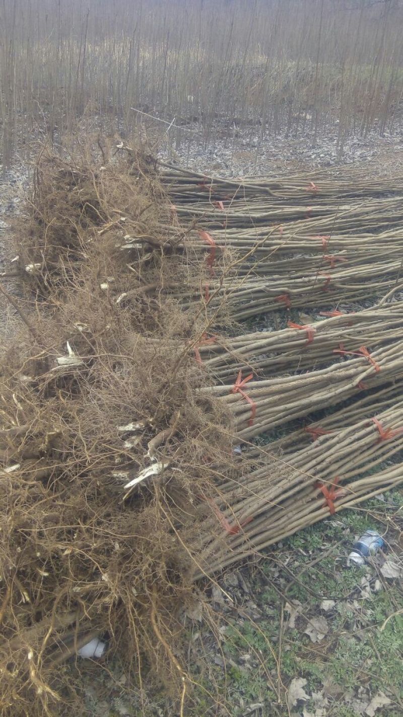 北京栾树苗，北栾树苗