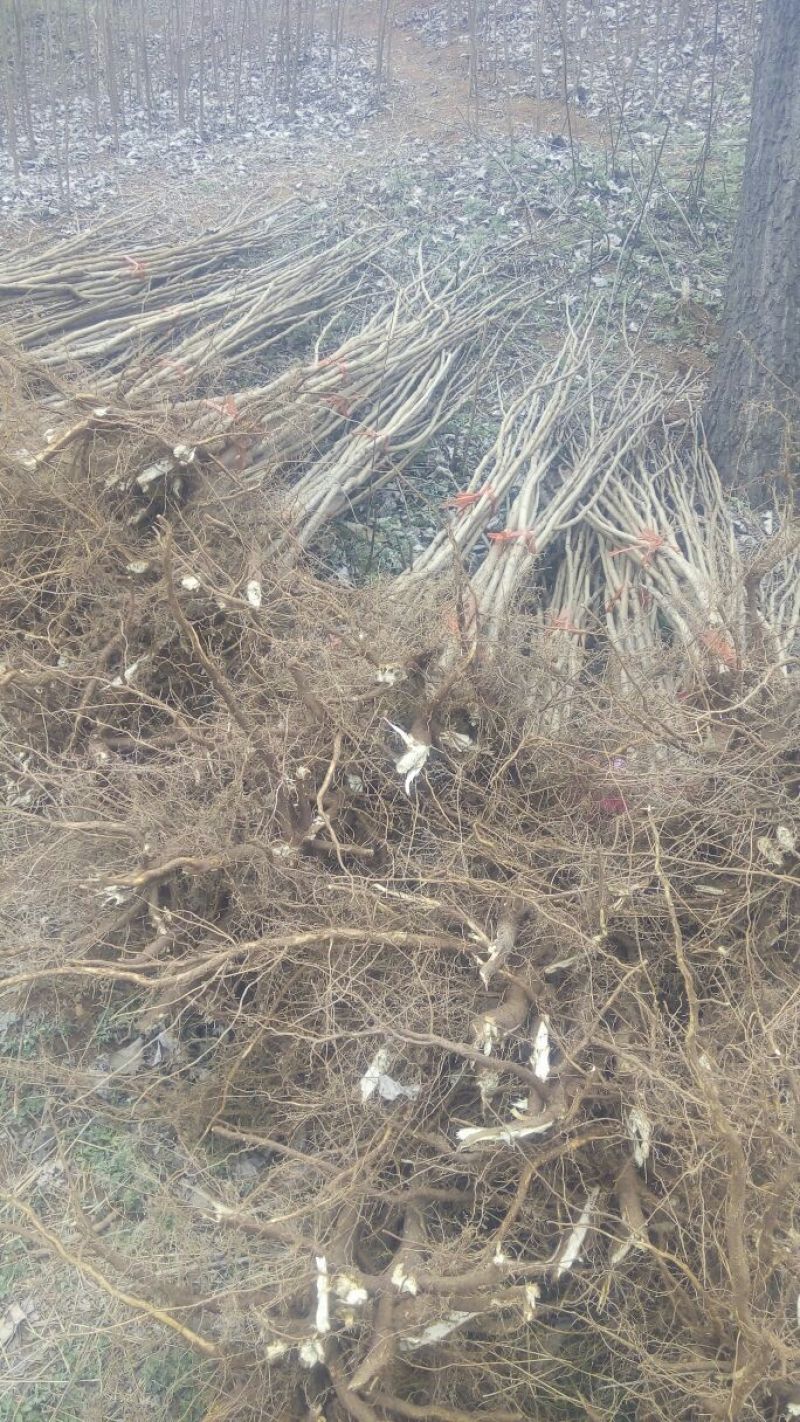 北京栾树苗，北栾树苗